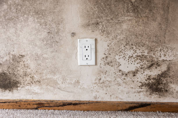 Best Mold Prevention Services  in New Ulm, MN